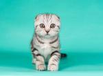 Mayson tiger boy black silver tabby scottish fold - Scottish Fold Cat For Sale - CA&comma; US
