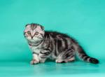 Mila tiger girl black silver tabby scottish fold - Scottish Fold Cat For Sale - CA&comma; US