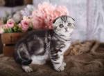 Delilah tiger black silver tabby scottish fold - Scottish Fold Cat For Sale - CA&comma; US
