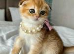 Scottish fold golden chinchila baby girl - Scottish Fold Cat For Sale - CA&comma; US