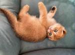 Scottish fold ny 11 golden shaded baby boy - Scottish Fold Cat For Sale - CA&comma; US