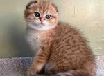 Nectarine golden tabby scottish fold baby boy - Scottish Fold Cat For Sale - CA&comma; US