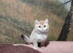 Tiny golden shaded scottish straight girl - Scottish Straight Cat For Sale - CA&comma; US