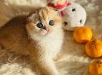 Alice golden shell ny 12 scottish fold baby girl - Scottish Fold Cat For Sale - CA&comma; US