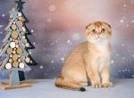 Patrice golden shaded ny 11 scottish fold girl - Scottish Fold Cat For Sale - CA&comma; US