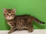 Baby cheetah Rokky black tabby scottish straight - Scottish Straight Cat For Sale - CA&comma; US