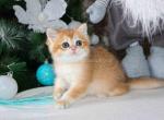Dina golden shell ny 12 scottish straight girl - Scottish Straight Cat For Sale - CA&comma; US