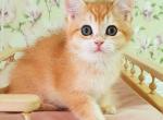 Mafik ny 12 boy golden shaded british shorthair - British Shorthair Cat For Sale - Houston&comma; TX&comma; US
