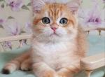 Tortik golden tabby chinchilla british shorthair - British Shorthair Cat For Sale - Houston&comma; TX&comma; US