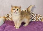Simba ny 12 black golden shell british shorthair - British Shorthair Cat For Sale - Houston&comma; TX&comma; US