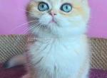 Iris ny 12 black golden shell british shorthair - British Shorthair Cat For Sale - Houston&comma; TX&comma; US