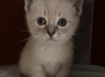 Ready to go Winter Lynx Siamese - Siamese Cat For Sale - Bridgeport&comma; CT&comma; US