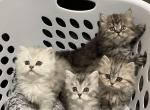 Rainbow litter - Scottish Fold Cat For Sale - Tukwila&comma; WA&comma; US