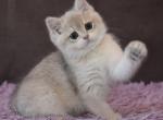 Jackie - British Shorthair Cat For Sale - Hollywood&comma; FL&comma; US