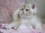 Quest - British Shorthair Cat For Sale - Hollywood&comma; FL&comma; US