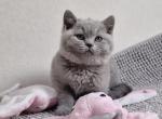 Kama - British Shorthair Cat For Sale - Hollywood&comma; FL&comma; US