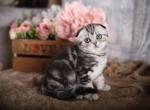 Delilah - Scottish Fold Cat For Sale - Hollywood&comma; FL&comma; US