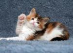 Belissima - Maine Coon Cat For Sale - Hollywood&comma; FL&comma; US