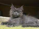 Patrick - Maine Coon Cat For Sale - Hollywood&comma; FL&comma; US