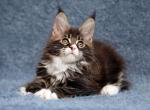 William Polydactyl - Maine Coon Cat For Sale - Hollywood&comma; FL&comma; US