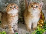 Little leopard cheetah scottish fold girl - Scottish Fold Cat For Sale - Los Angeles&comma; CA&comma; US