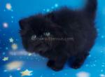 Stepash black persian exotic longhair baby boy - Persian Cat For Sale - Los Angeles&comma; CA&comma; US