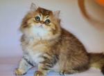 Rafael golden purebred persian baby boy - Persian Cat For Sale - Los Angeles&comma; CA&comma; US