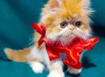 Zevs orange persian exotic longhair ginger boy - Persian Cat For Sale - Los Angeles&comma; CA&comma; US