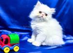 Zak whole white persian exotic longhair baby boy - Persian Cat For Sale - Los Angeles&comma; CA&comma; US