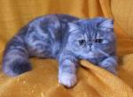 Afina blue tabby exotic shorthair chunky girl - Exotic Cat For Sale - Los Angeles&comma; CA&comma; US