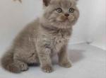 Britsh shorthair baby boy lilac solid color - British Shorthair Cat For Sale - Los Angeles&comma; CA&comma; US