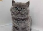 Olivia britsh shorthair baby girl blue solid color - British Shorthair Cat For Sale - Los Angeles&comma; CA&comma; US
