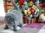 Eddie scottish fold boy blue solid boy - Scottish Fold Cat For Sale - Los Angeles&comma; CA&comma; US