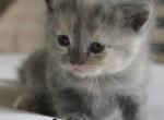 Reserved TICA registered nonstandard Minuet Annie - Minuet Cat For Sale - Capon Bridge&comma; WV&comma; US