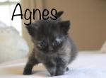 Reserved TICA registered nonstandard minuet Agnes - Minuet Cat For Sale - Capon Bridge&comma; WV&comma; US