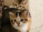 Diamond - British Shorthair Cat For Sale - WI&comma; US