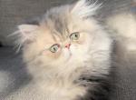 Bluey - Persian Cat For Sale - Fort Worth&comma; TX&comma; US