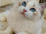 JOA - Ragdoll Cat For Sale - Los Angeles&comma; CA&comma; US