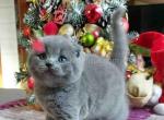 Endy plushy scottish fold boy blue solid boy - Scottish Fold Cat For Sale - Los Angeles&comma; CA&comma; US