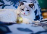 Moon - Ragdoll Cat For Sale - Miami&comma; FL&comma; US