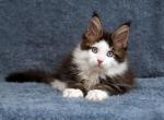 Walker Polydactyl - Maine Coon Cat For Sale - Miami&comma; FL&comma; US