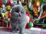 Estelle scottish fold longhair blue solid girl - Scottish Fold Cat For Sale - Los Angeles&comma; CA&comma; US