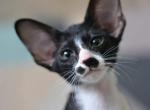 Merlin - Oriental Cat For Sale - Pembroke Pines&comma; FL&comma; US