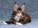 William Polydactyl - Maine Coon Cat For Sale - Grayslake&comma; IL&comma; US