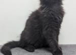 Lucky - Maine Coon Cat For Sale - Staten Island&comma; NY&comma; US