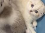 Seal silver tabby mink bicolor female - Scottish Fold Cat For Sale - Sun City Center&comma; FL&comma; US
