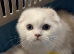 Bicolor point Fold boy - Scottish Fold Cat For Sale - Sun City Center&comma; FL&comma; US
