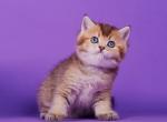 Oliver - British Shorthair Cat For Sale - Grayslake&comma; IL&comma; US