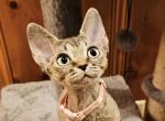 Miki - Devon Rex Cat For Sale - Williamsburg&comma; VA&comma; US