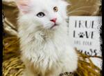 White Odd eyed Maine Coon - Maine Coon Cat For Sale - Wisconsin Rapids&comma; WI&comma; US